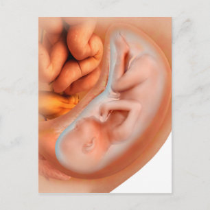 Foetus Development At 36 Weeks Postcard
