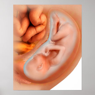 Foetus Development At 36 Weeks Poster