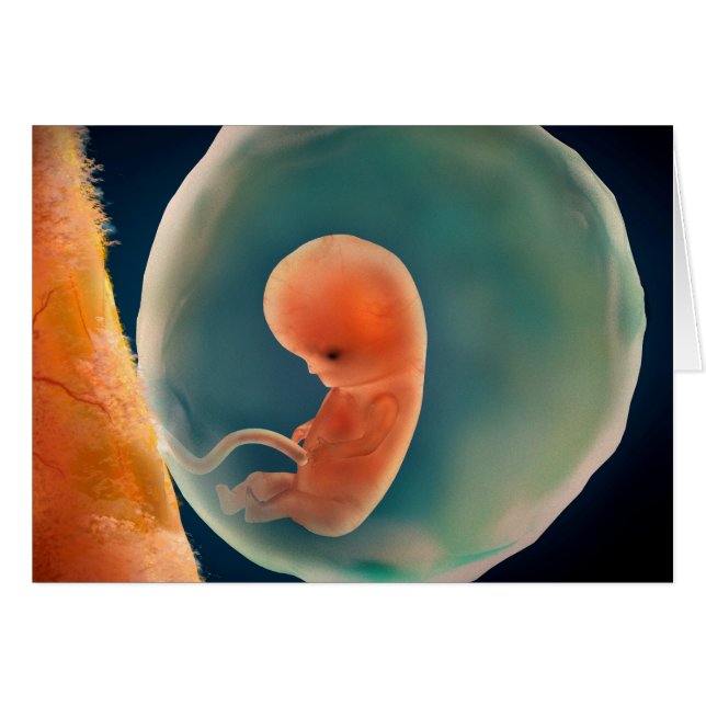 Foetus Development At 9 Weeks (Front Horizontal)