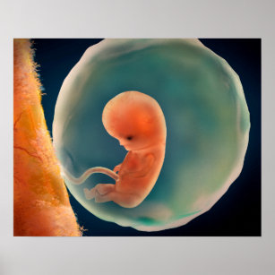 Foetus Development At 9 Weeks Poster