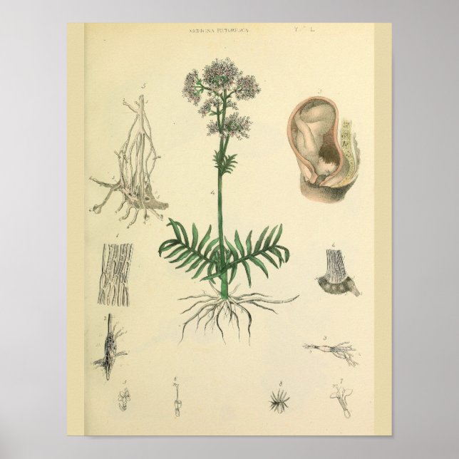 Foetus Postion Medicinal Plant Anatomy Art Print (Front)