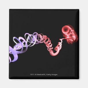 Foetus with an umbilical cord made of DNA strands Magnet