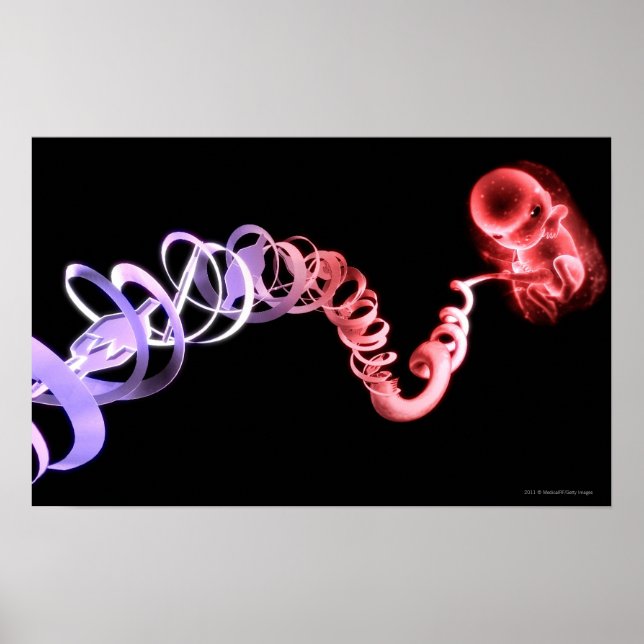 Foetus with an umbilical cord made of DNA strands Poster (Front)