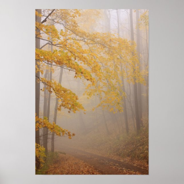 Fog and Autumn foliage, Great Smoky Mountains Poster (Front)