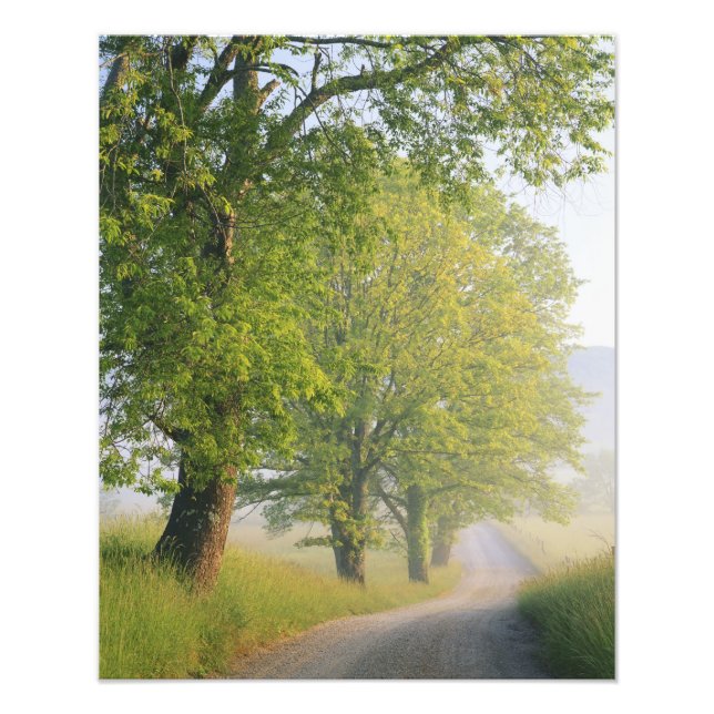 Fog covered road, Cades Cove, Great Smoky Photo Print (Front)