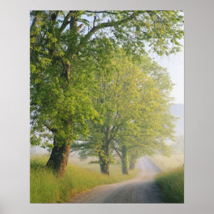 Fog covered road, Cades Cove, Great Smoky Poster