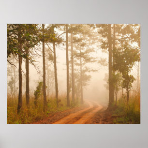 Fog in pine forestforest,beautiful,black,dark,dawn poster