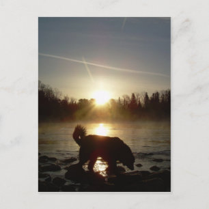 Fog over Mississippi River Postcard