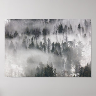 Fog Rolling Through The Trees Poster