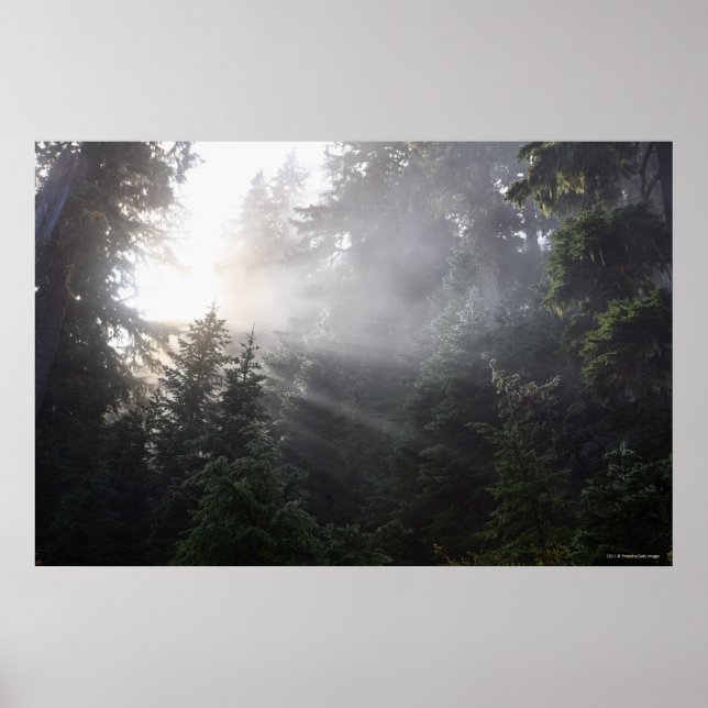 Fog & Sun Beams in a Washington Forest Poster (Front)