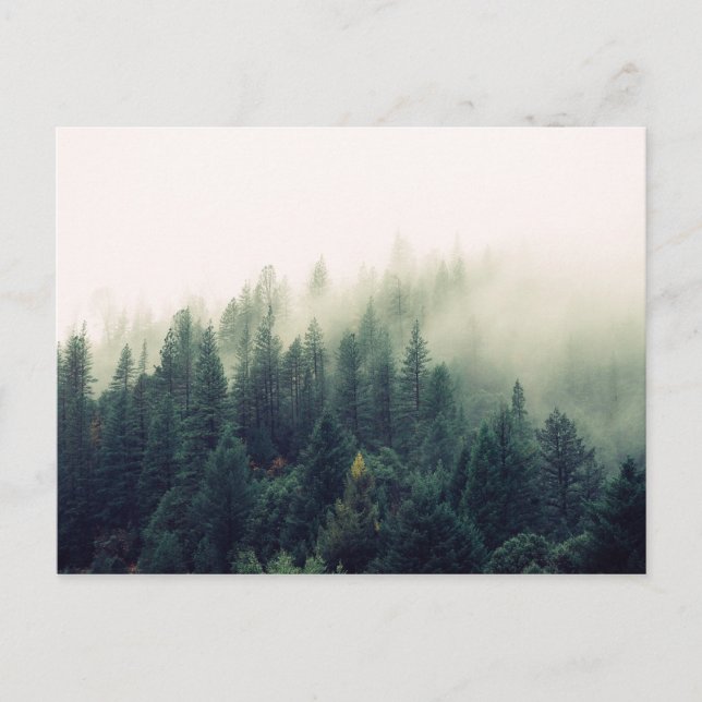 Foggy Forest Postcard (Front)