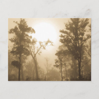 Foggy Forest Sepia - Postcard