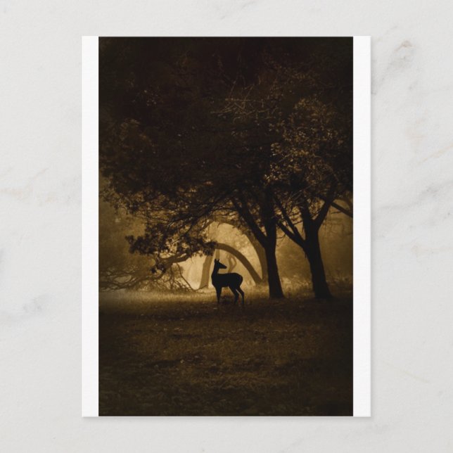 Foggy Morning Postcard (Front)