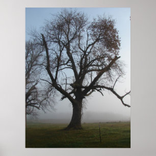 Foggy Morning Poster