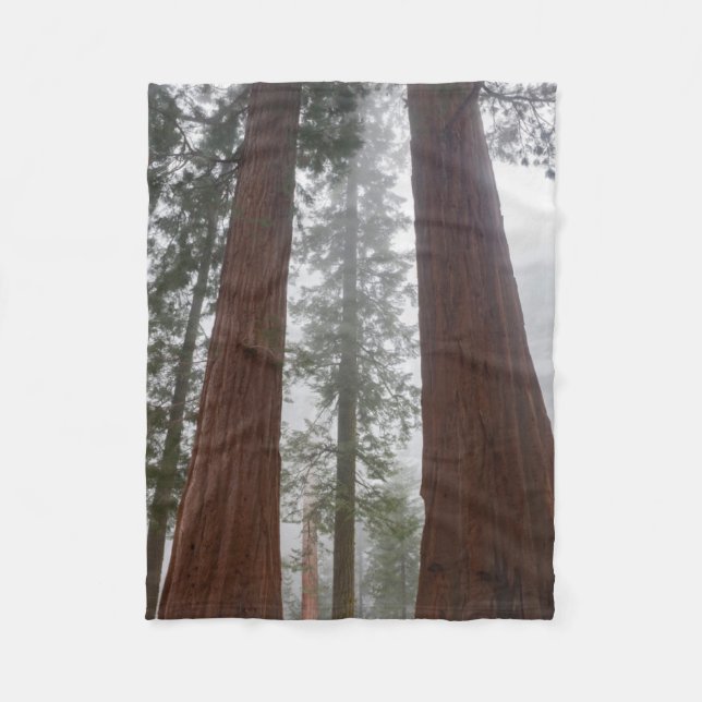 Foggy Morning & Spring Snow Under Giant Sequoia Fleece Blanket (Front)