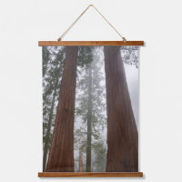 Foggy Morning & Spring Snow Under Giant Sequoia