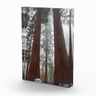 Foggy Morning & Spring Snow Under Giant Sequoia Photo Block