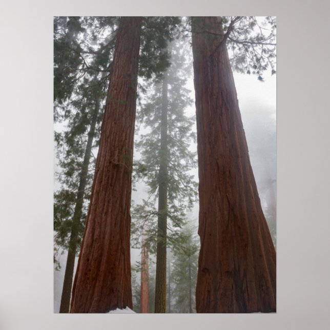 Foggy Morning & Spring Snow Under Giant Sequoia Poster (Front)