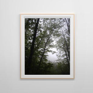 Foggy Pacific Dogwoods Forest Poster
