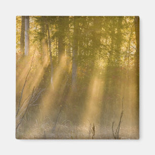 Foggy Sunrise at  Tamarac NWR near Detroit Lakes Magnet
