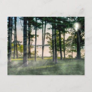 Foggy Trees At Table Rock Postcard