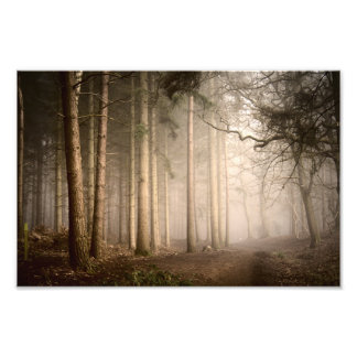 Foggy Woodland Rushmere Country Park (0842) Photo Print