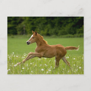 Fohlen im Galopp (Trakehner) Postcard