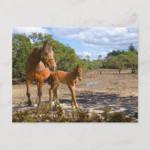 Fohlen lernt Balance Postcard