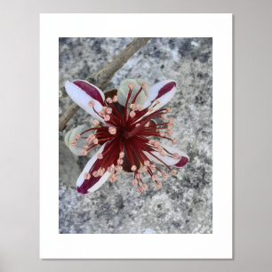 FOIL PRINT POSTER ART AND DESIGN 