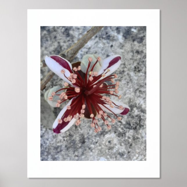 FOIL PRINT POSTER ART AND DESIGN  (Front)