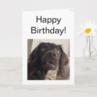 Folded Card Confused Dog Meme