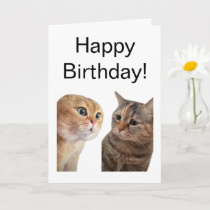 Folded Card Talking Cats Meme