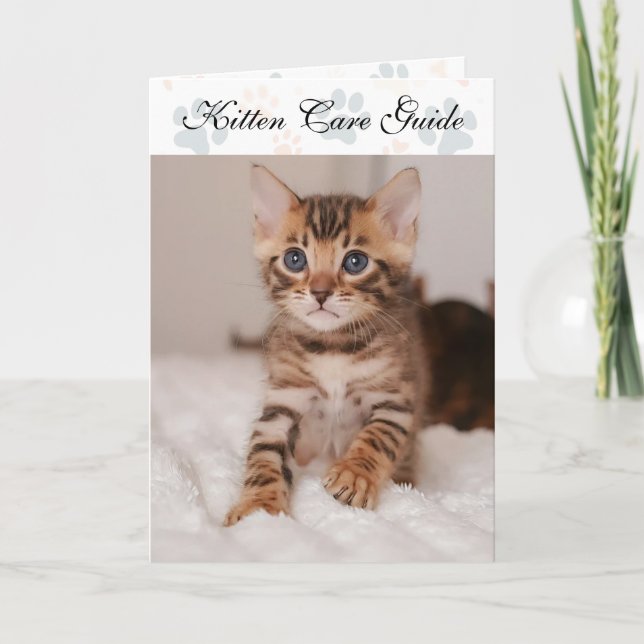 Folded Kitten Care Guide For Catteries Card (Front)