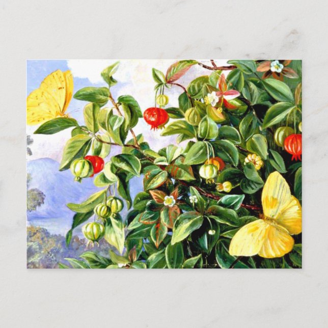 Foliage, Flowers and Fruit of the Pitanga, Jamaica Postcard (Front)