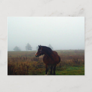 Follow Me Postcard