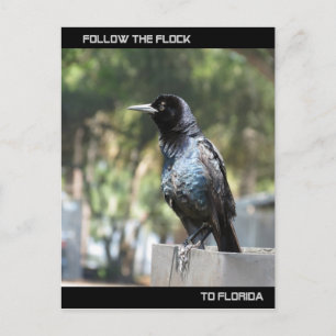 Follow the Flock Post Card Florida