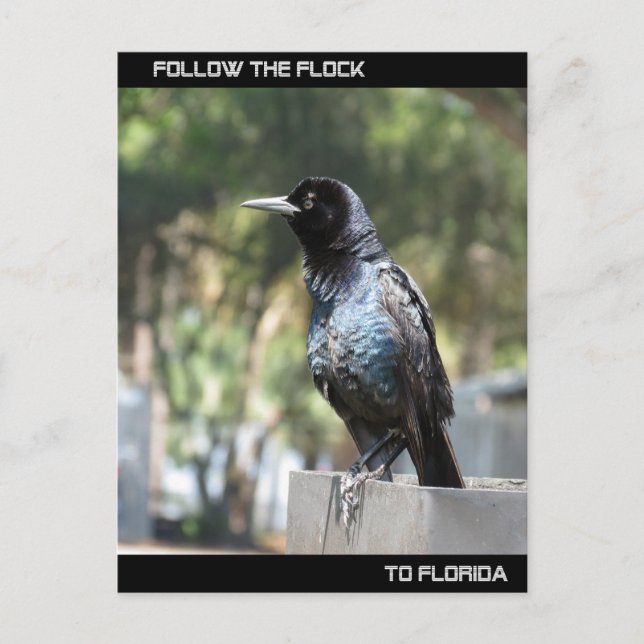 Follow the Flock to Florida Postcard (Front)