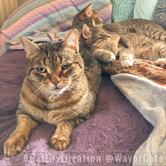 Follow the Way of Cats, and its philosophy, with Socks (Creator Uploaded)