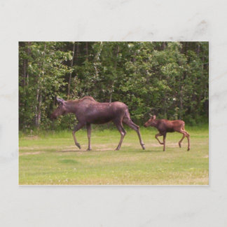 Following in Moms Footprints Postcard