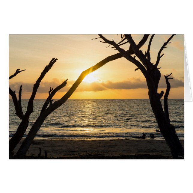 Folly Sunrise Tree Silhouette (Front Horizontal)