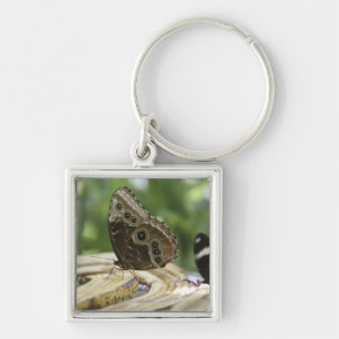 Food for Butterflies Key Ring