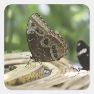 Food for Butterflies Square Sticker