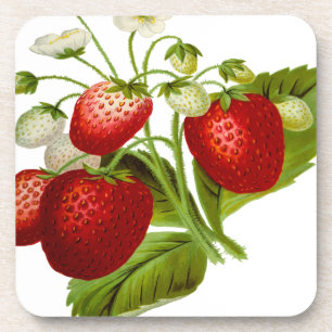 Food fruit leaf leafy leaves coaster