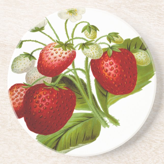 Food fruit leaf leafy leaves coaster (Front)