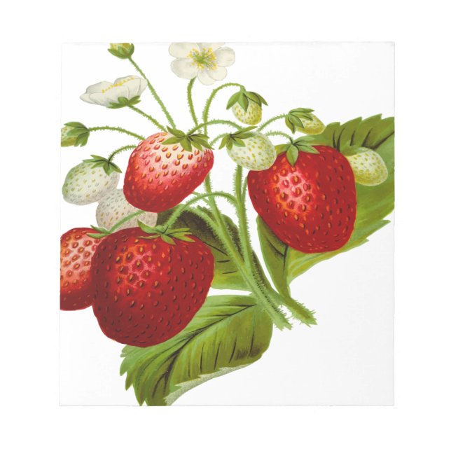 Food fruit leaf leafy leaves notepad (Front)