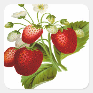 Food fruit leaf leafy leaves square sticker