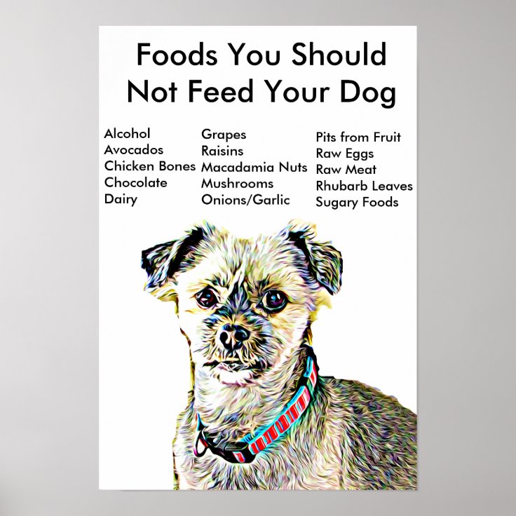 foods you should not feed your dog