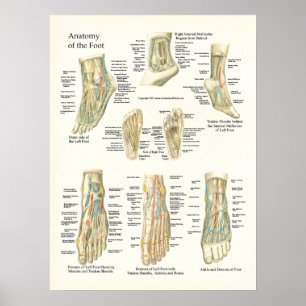 Foot and Ankle Anatomy Poster