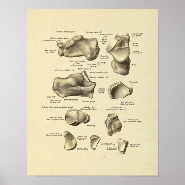 Foot Ankle Anatomy Tarsal Bones Print (Front)