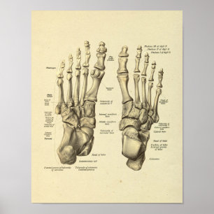 Foot Ankle Anatomy Tarsal Bones Print